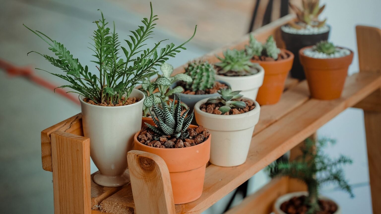 Green Living: Mastering Indoor Plant Care Like a Pro